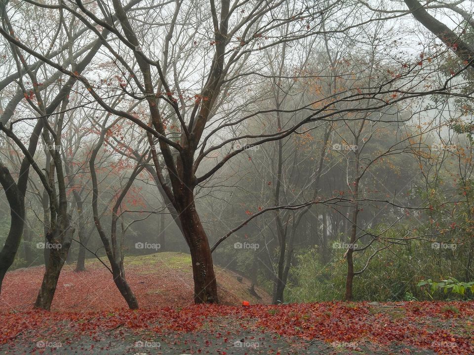 In the mountain, Japan