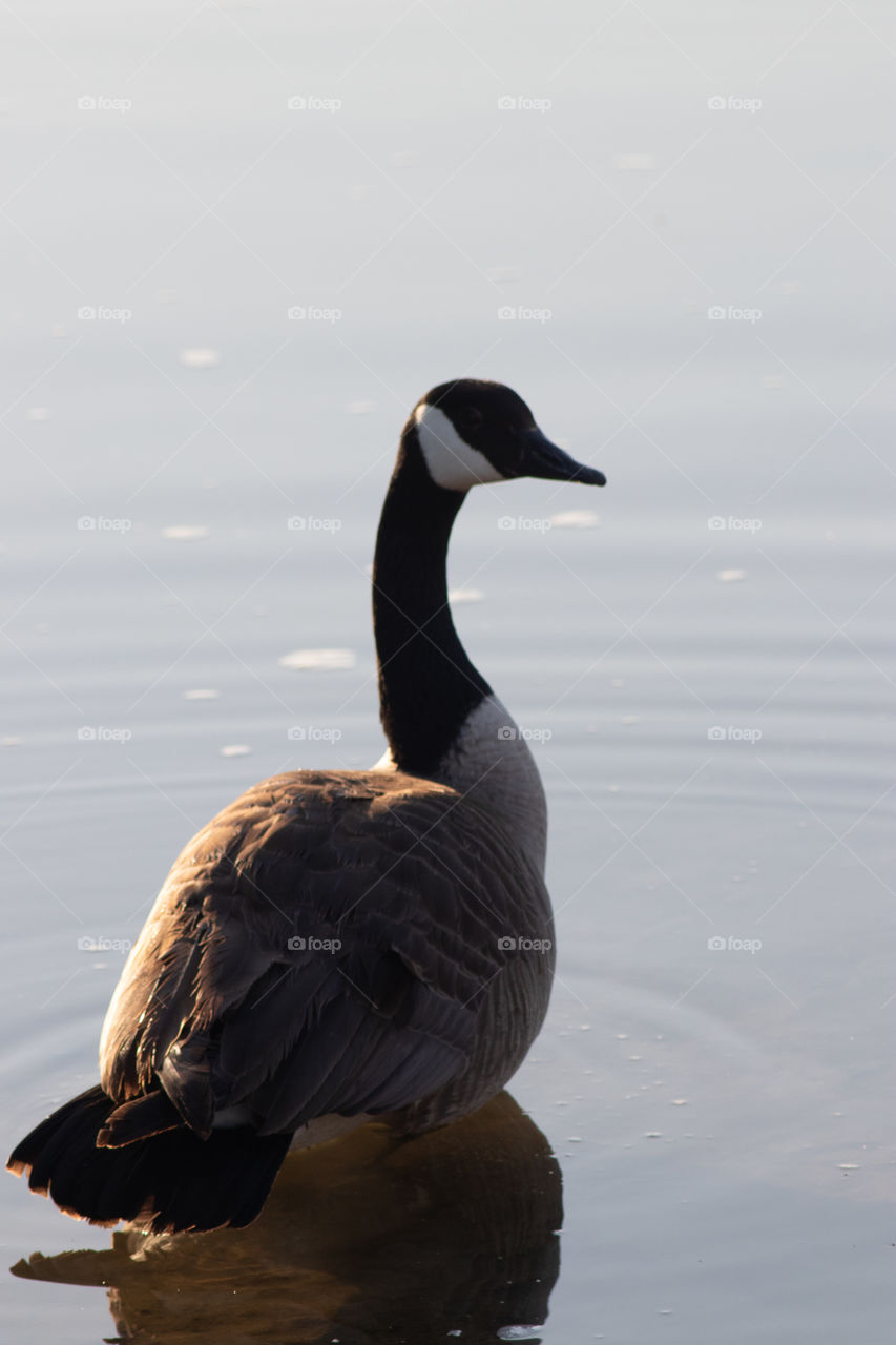 Goose