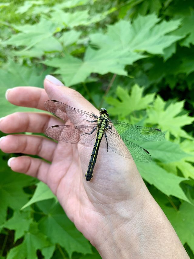 a friendly dragonfly sits on my hand