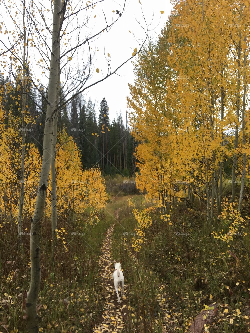 Fall colors in Vail, Colorado