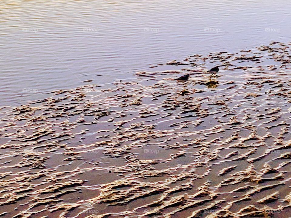 Shorebirds on sandbar