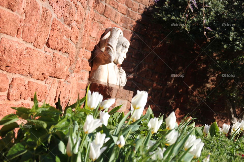 Will Rogers Among Tulips