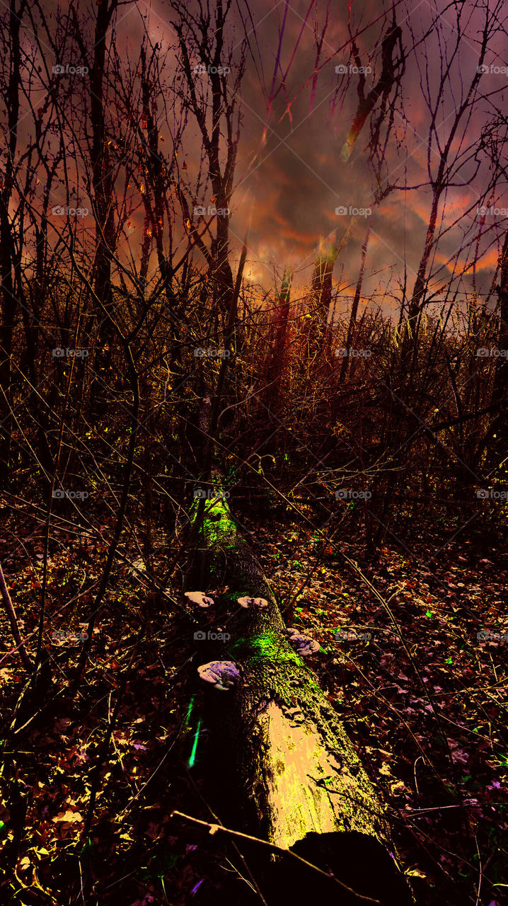 nature#sky#autumn forest