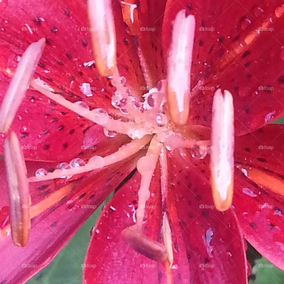 rain on lily