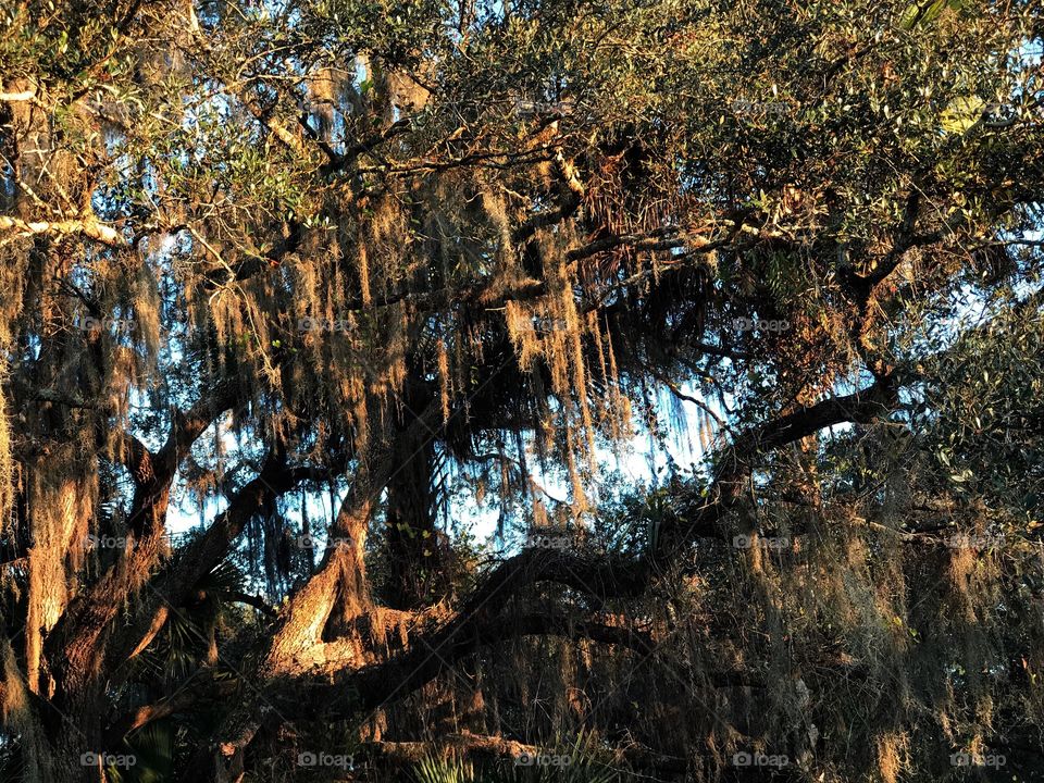 Ancient Oak dripping with silver moss