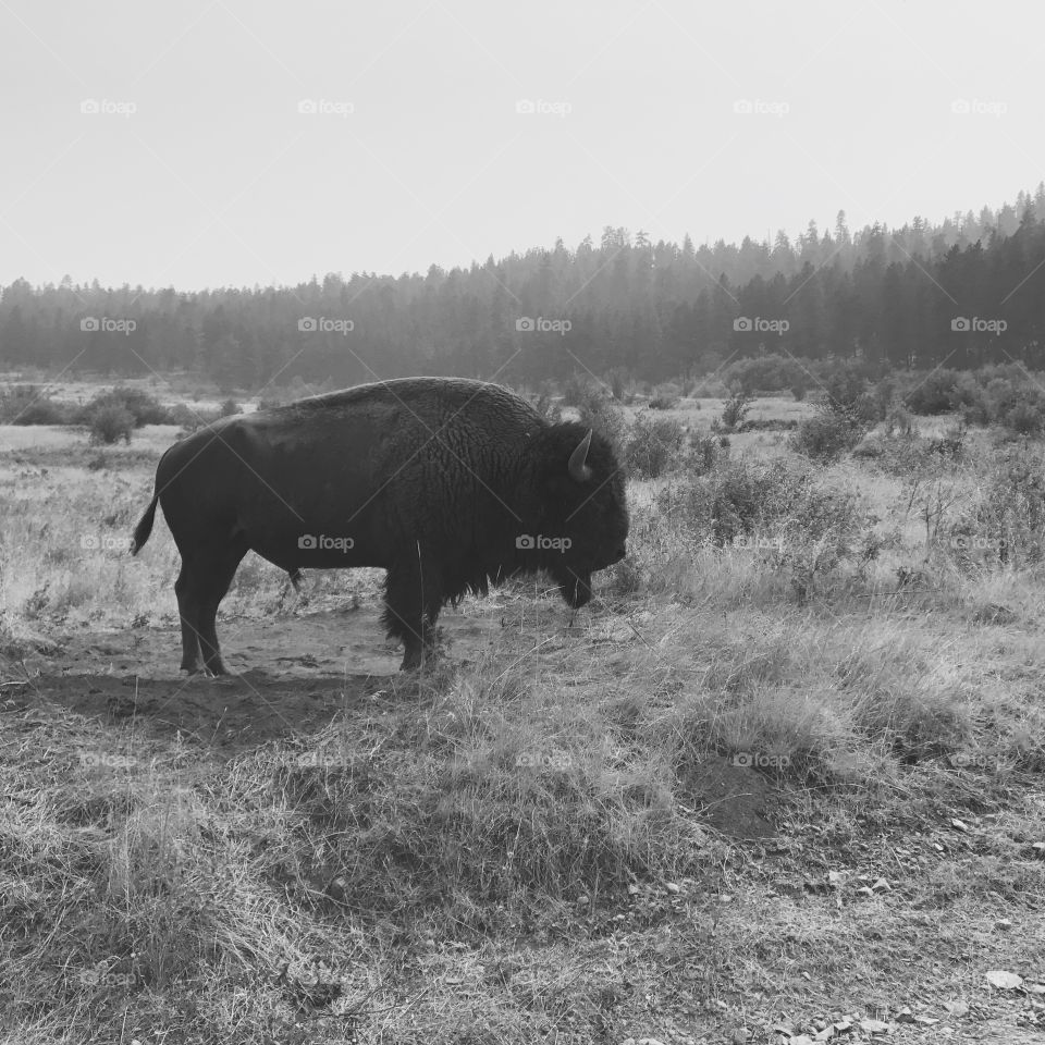 Lone buffalo 