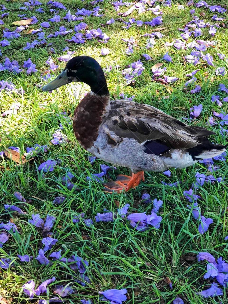 Beautiful duck in nature