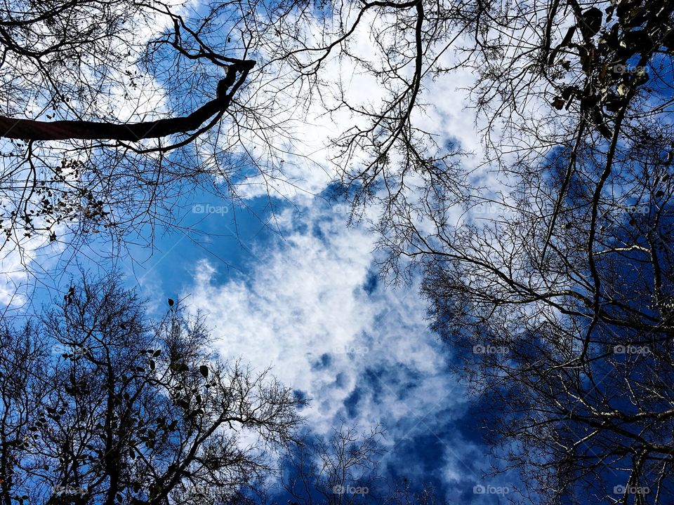 Leafless trees against a bright blue cloudy sky 