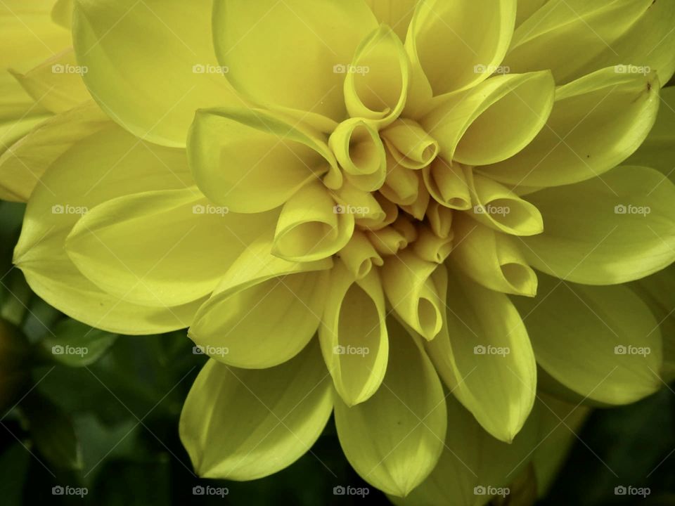 Yellow bloom