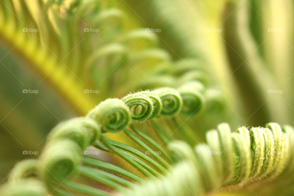 Flora, Leaf, Nature, Closeup, Garden