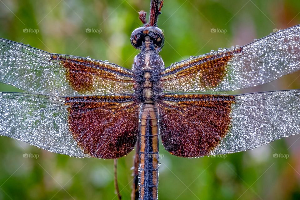 A female Widow Skimmer, covered in dew droplets, remains motionless as she waits for the warmth of the sunshine. Raleigh, North Carolina. 
