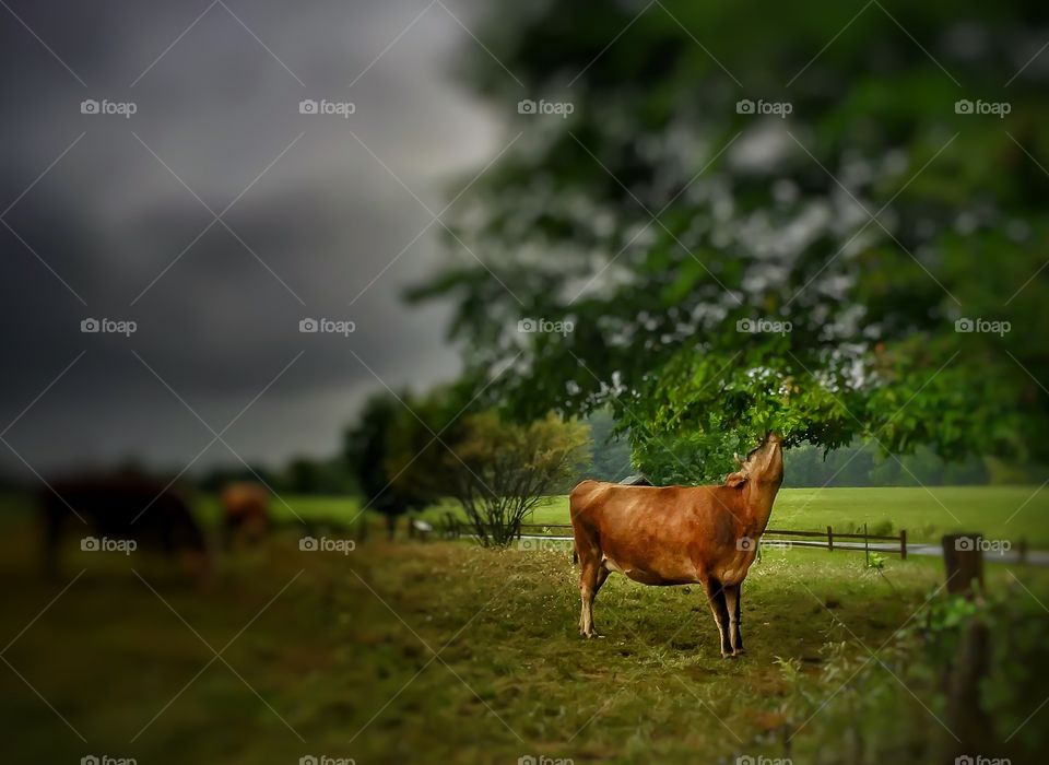 Steer eating leaves. A steer eating leaves out of a tree. 