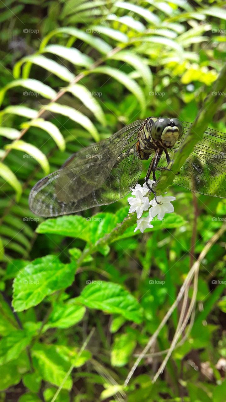 dragon fly