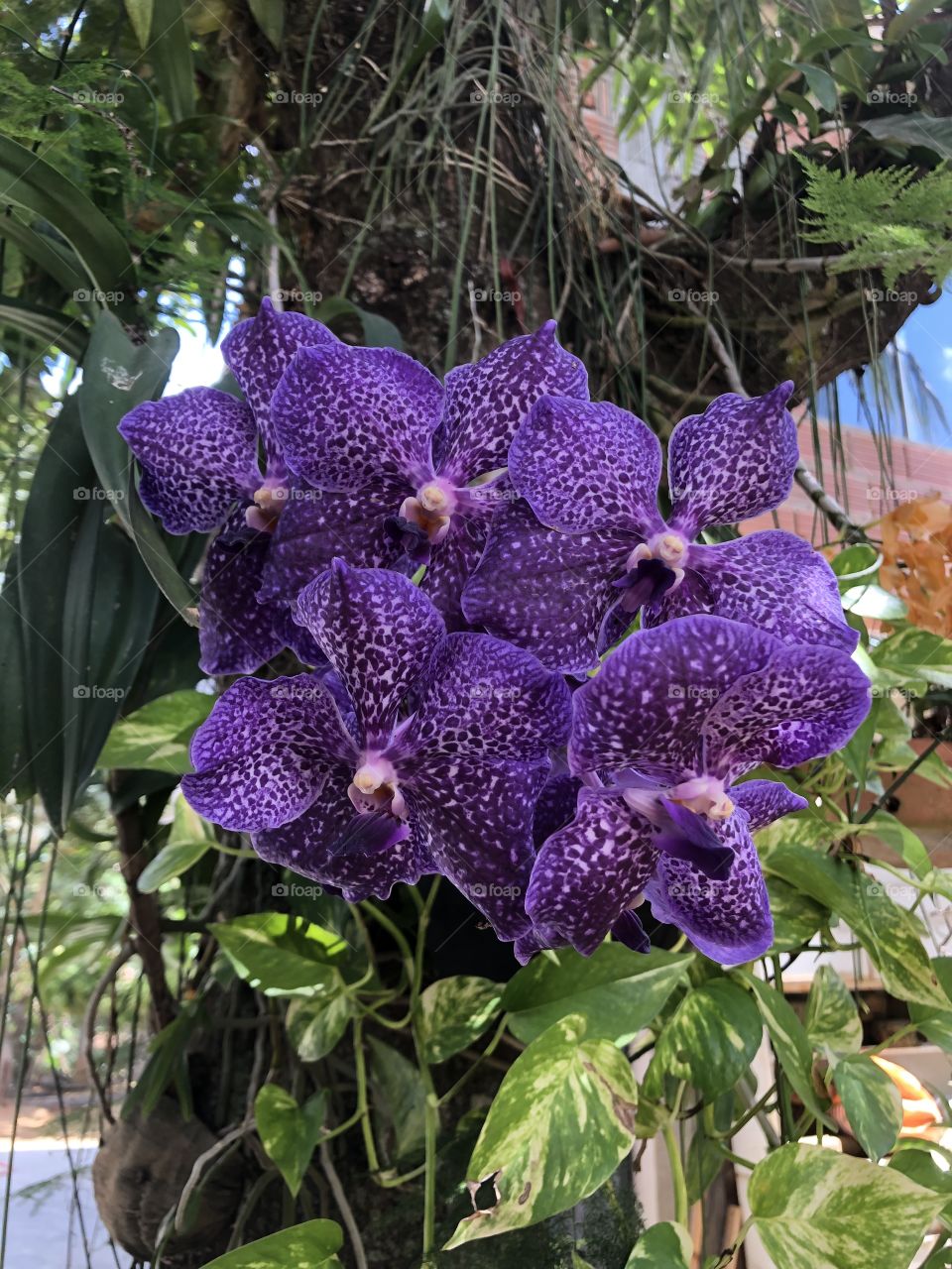 Orquídea rara 