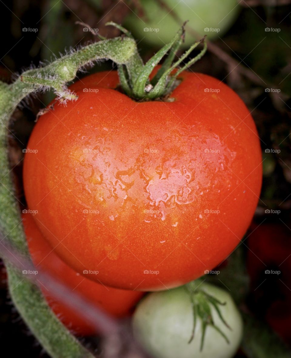 Ripe tomato