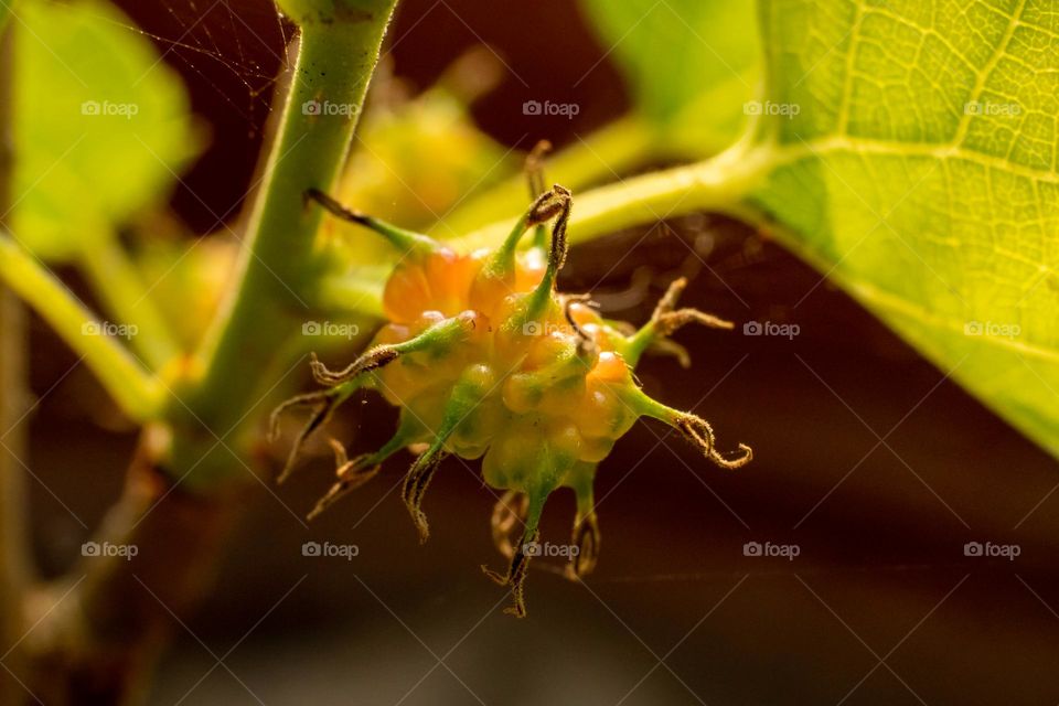 Unripe Mulberry