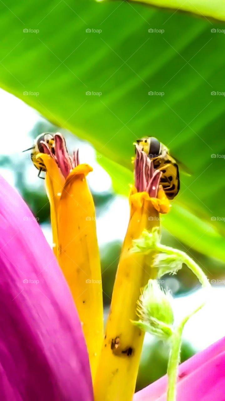 honey bees on flowers