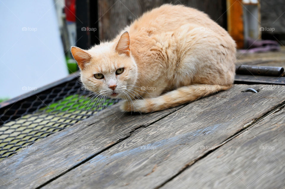 The domestic cat of grandma 