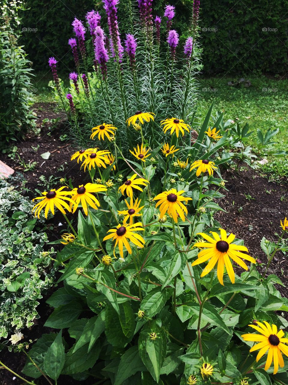 Blackeyed Susan and Liatris