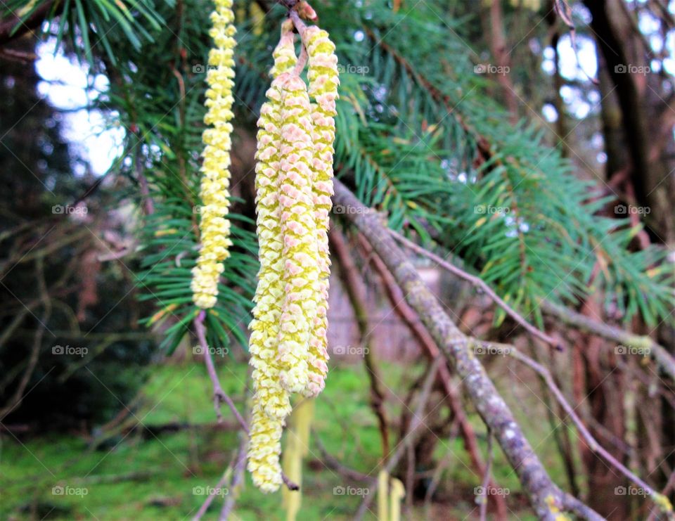 closeup of hazelnut catkin