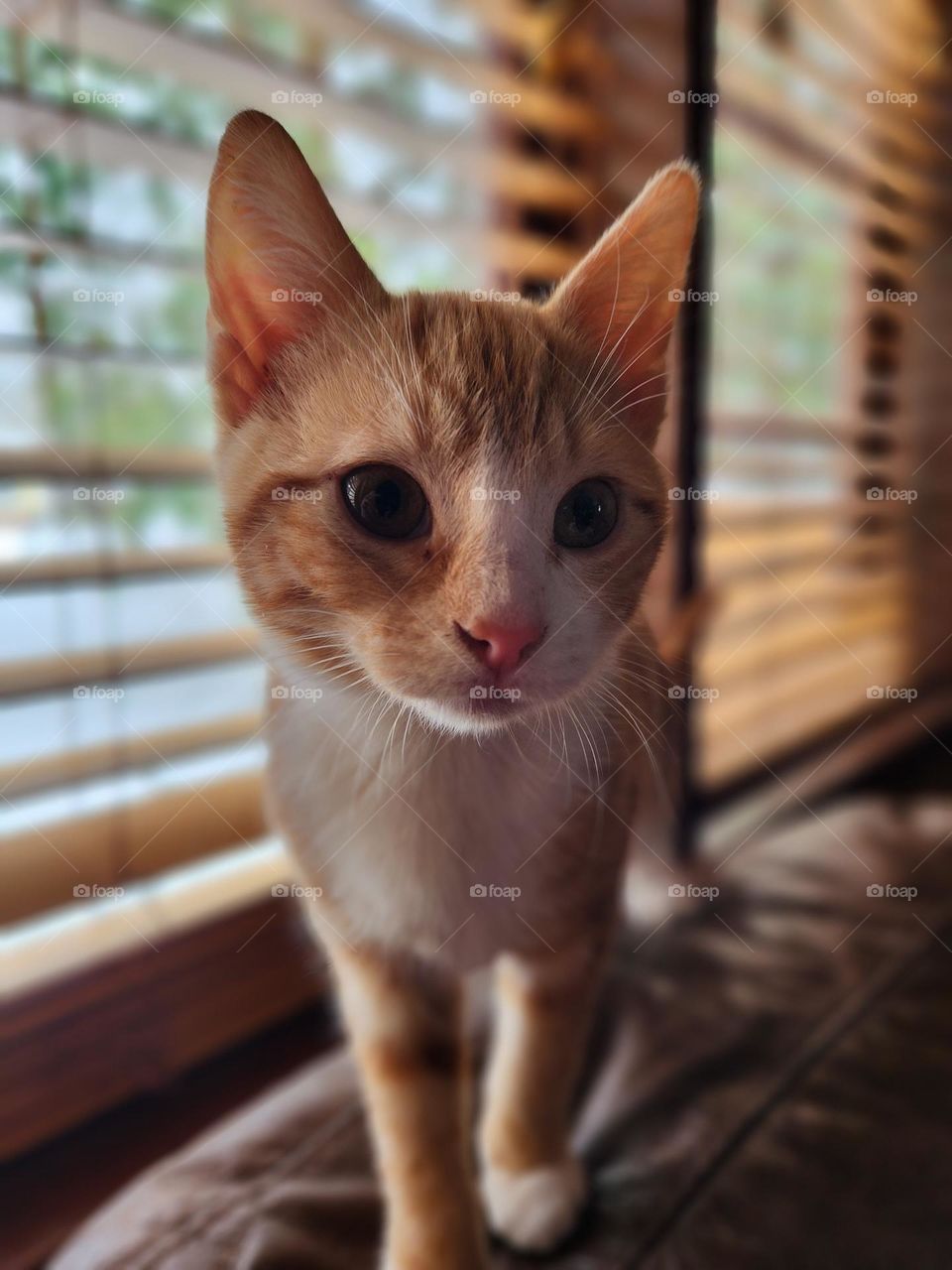 An orange and white tabby kitten portrait with a window and blinds behind.