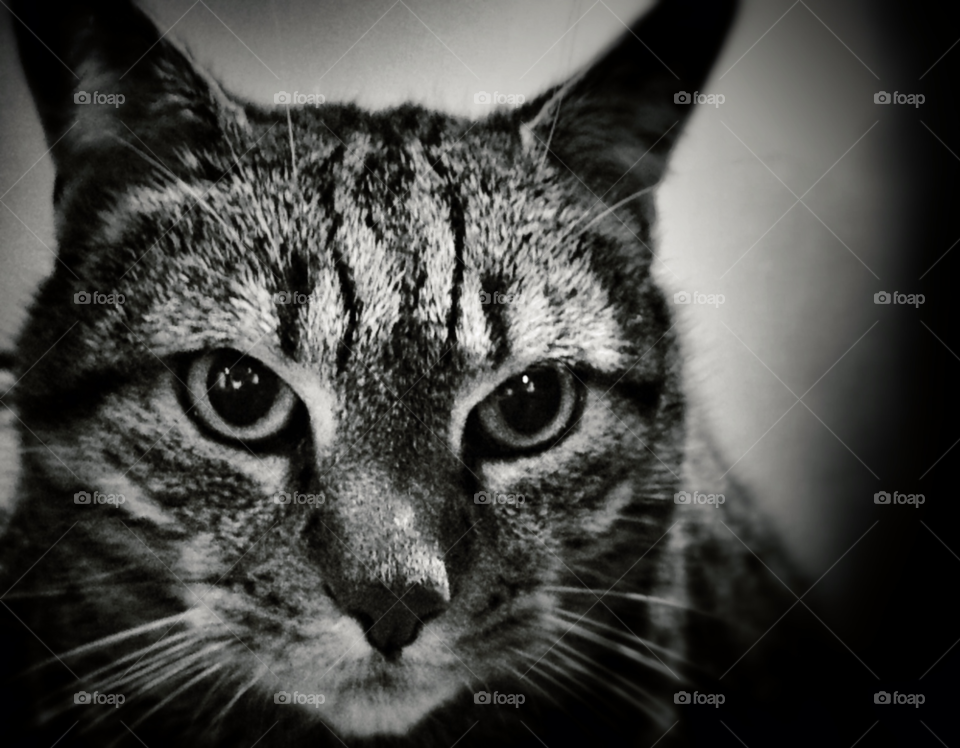 white black grey cat by elektroseb