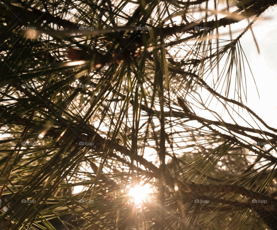 sunrays into pine evergreen