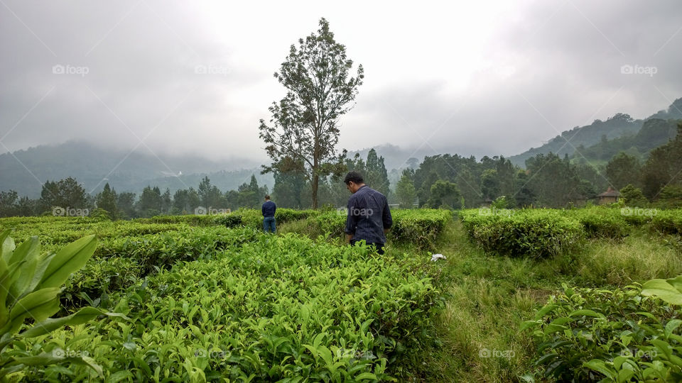 feed the teaplants 😁