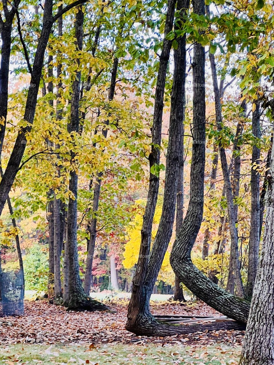 Fall Foliage 