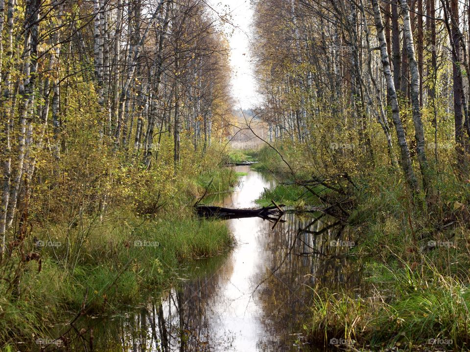 Autumn reflections in forest with a stream