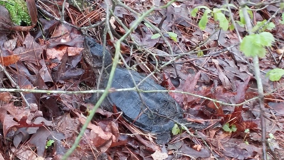Snapping turtle