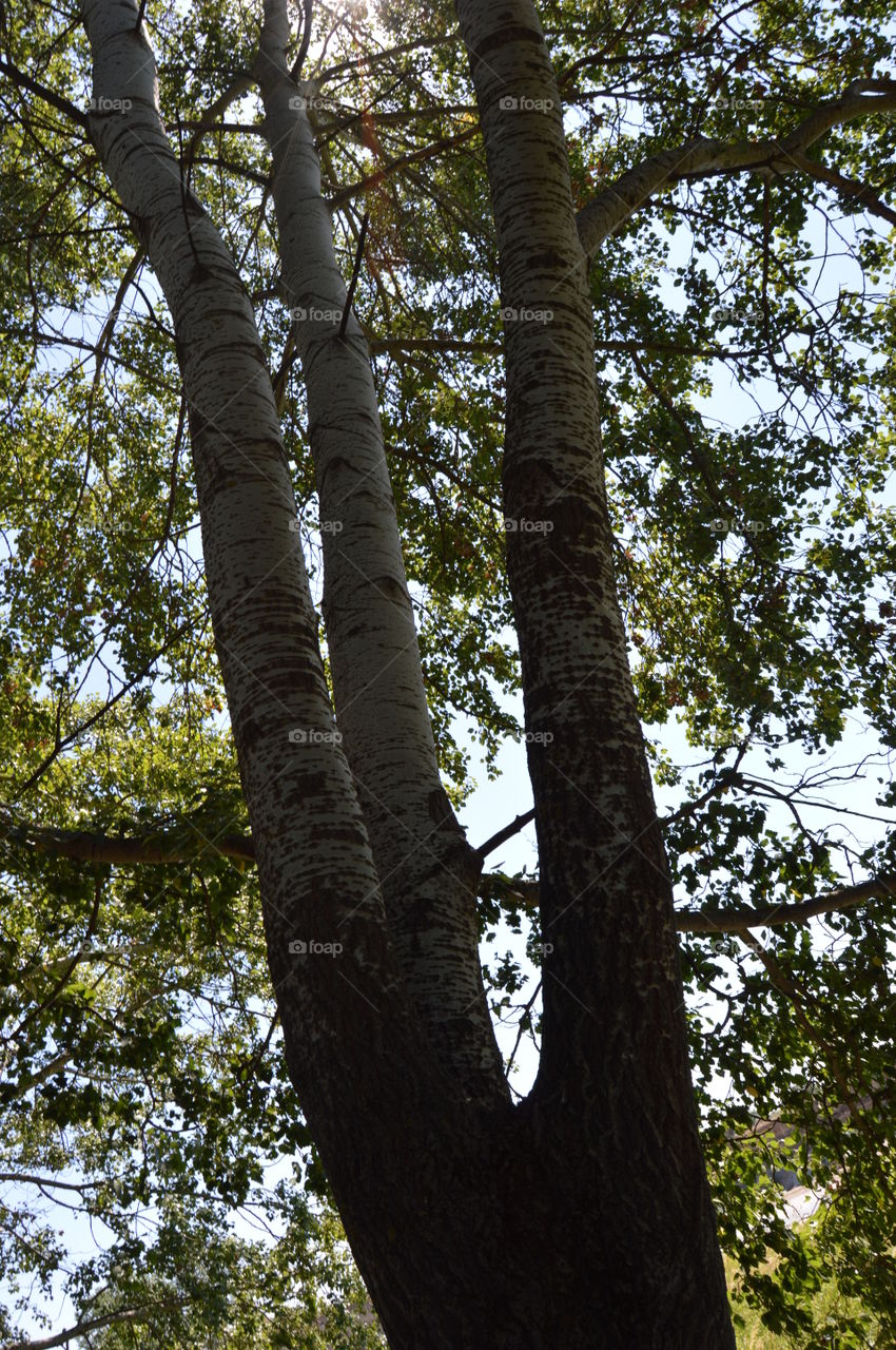 Tree, Wood, Nature, Environment, No Person