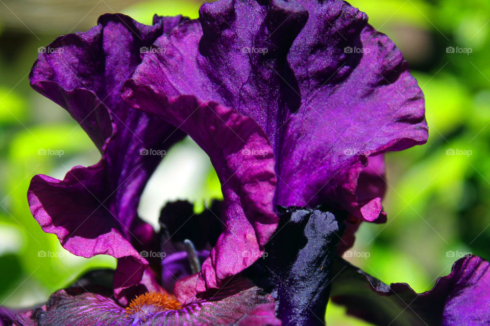 Closeup of a deep purple iris in full late afternoon Spring sun. The orange beard & deep indigo anther & petals add even more colour & the green of the leaves & jasmine bush and white of the lattice behind provide beautiful contrast. 💜