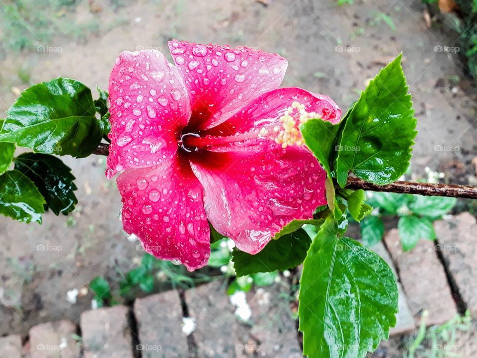 rain drops on hibiscus flower