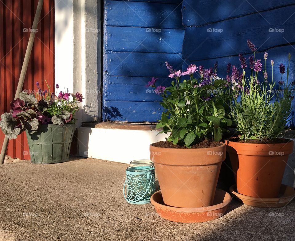 Flowers by the cottage.