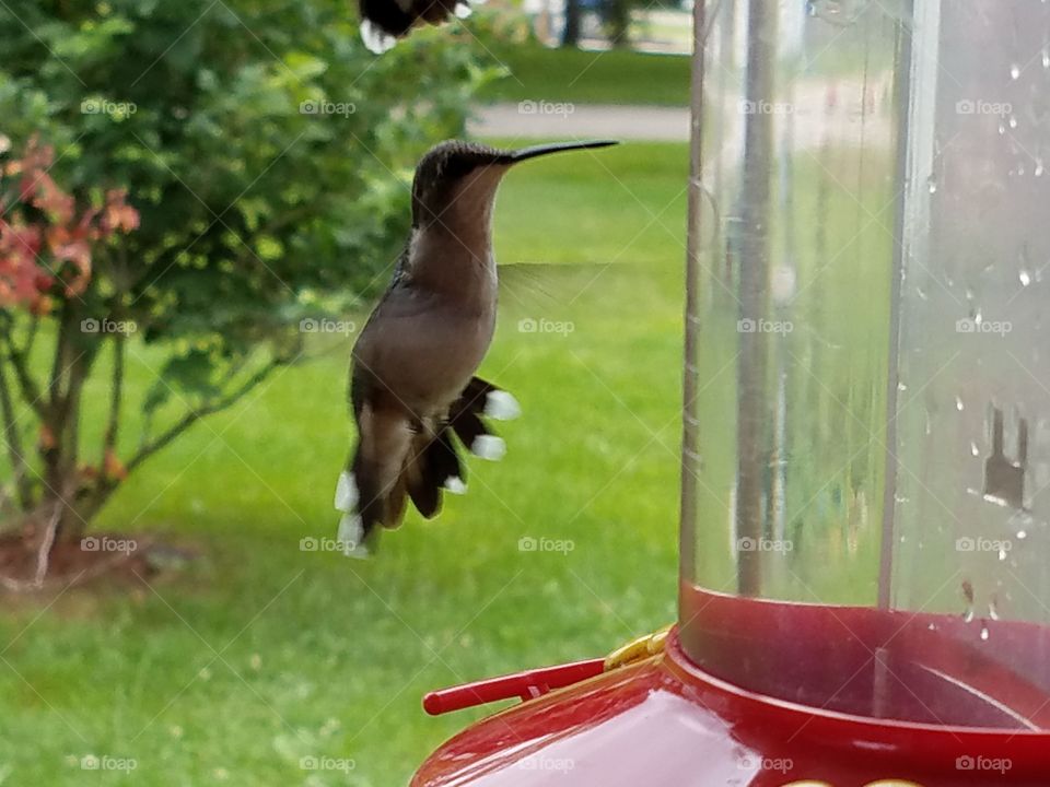 enjoying the humming birds