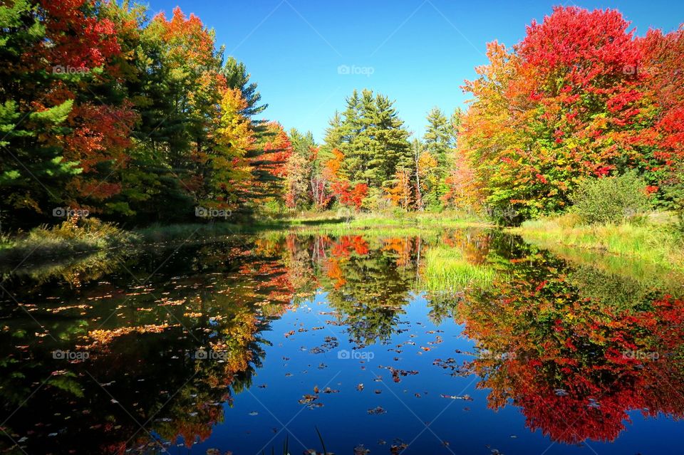 Fall colors foliage with reflection on  pond 