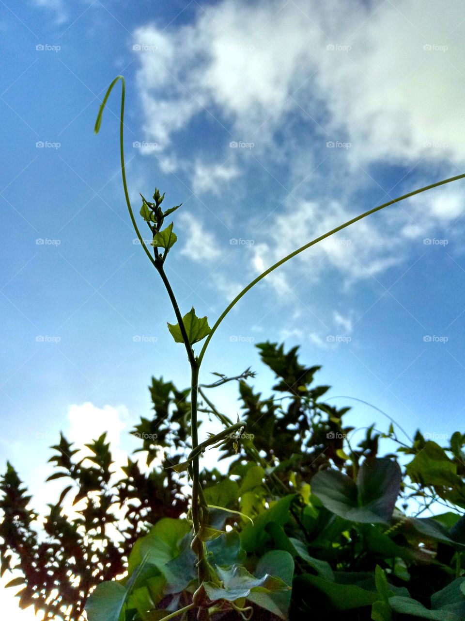 plants and sky