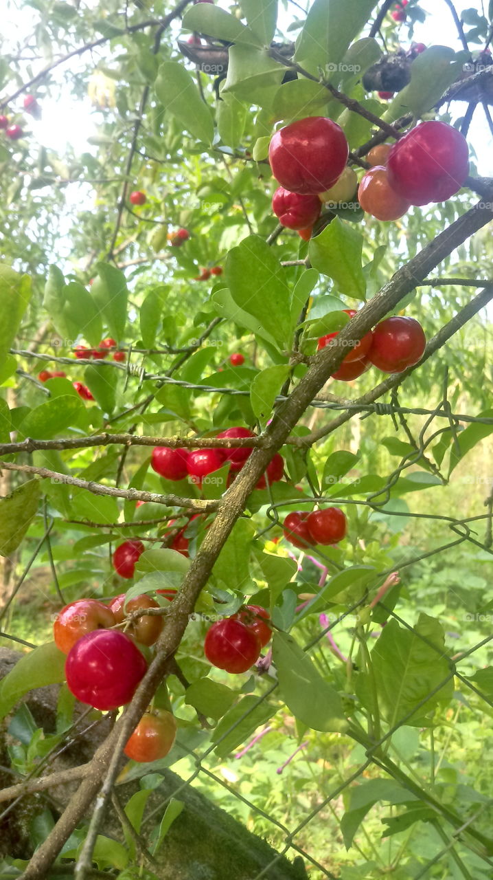 FRUIT TREE ACEROLA NATURE