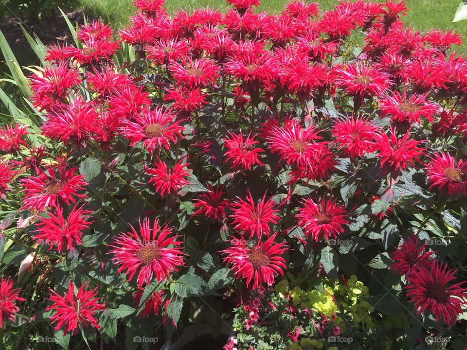 Red Bee Balm