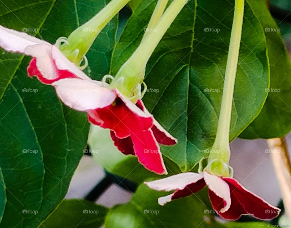 close up of handing red Indian Garden flowers