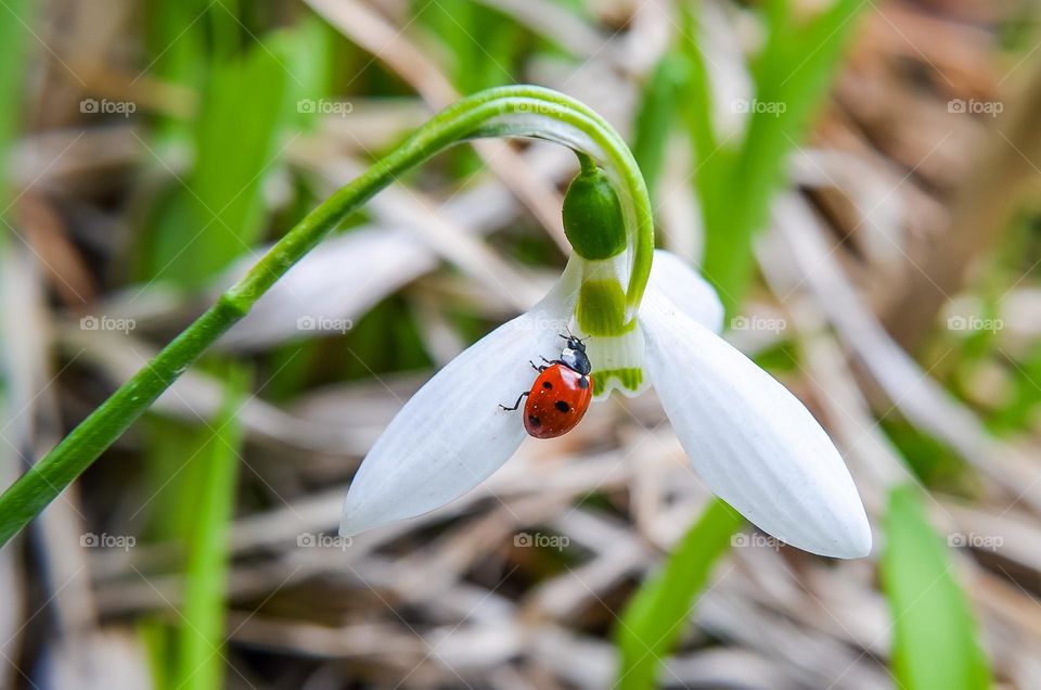 Ladybug