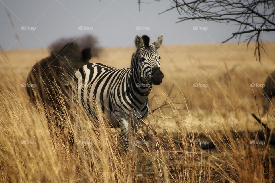 zebra on the plains