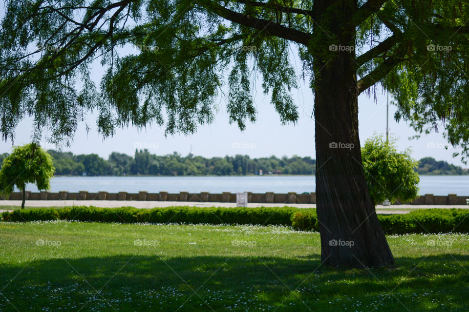 Big tree in park Palic Serbia