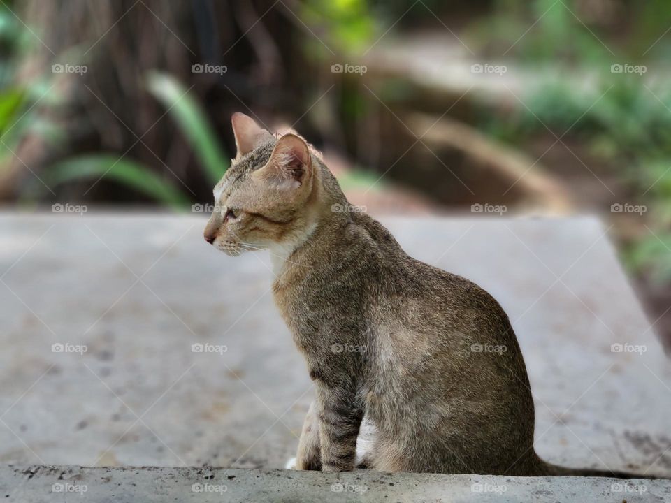 Cat by the pool Phnom Penh Cambodia