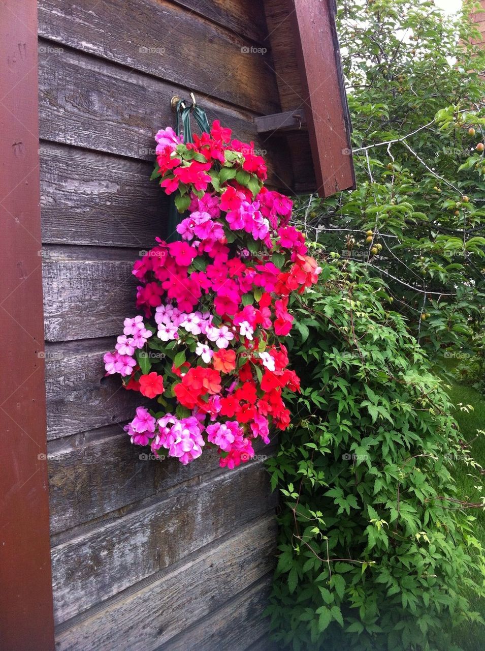 Flowers on the shed