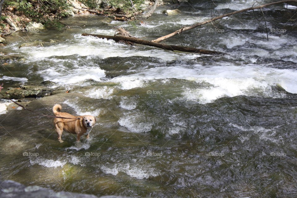 Dog in Water. While on a hike I noticed someone had let their dog get into the stream and play. The dog was so happy and I couldn't help but snap a pic.
