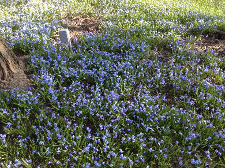 Purple flowers