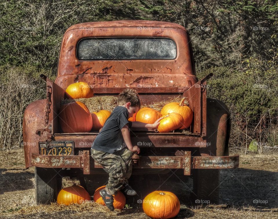 Young Farm Boy Loading Truck With Pumpkins