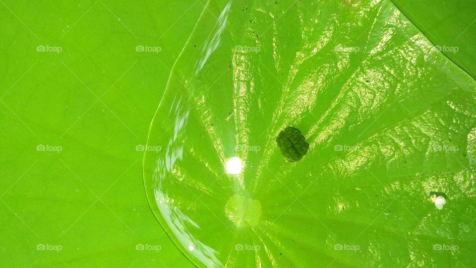 Water on the green lotus leaf